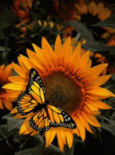 untitled.gif