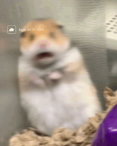 untitled.gif
