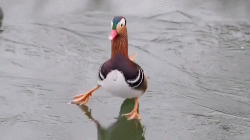 untitled.gif