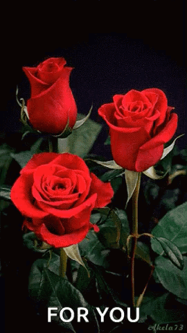 untitled.gif