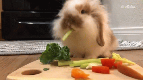 untitled.gif