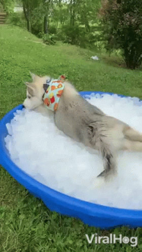 untitled.gif