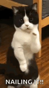 untitled.gif
