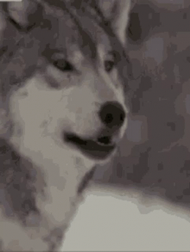 untitled.gif