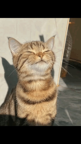 untitled.gif