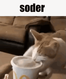 untitled.gif
