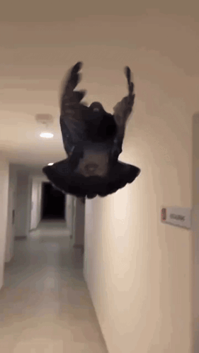 untitled.gif