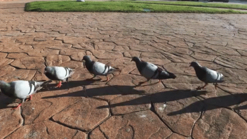 untitled.gif