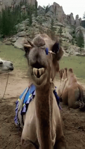 untitled.gif