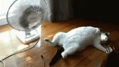 untitled.gif