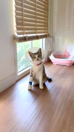 untitled.gif