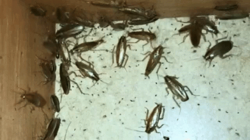 untitled.gif