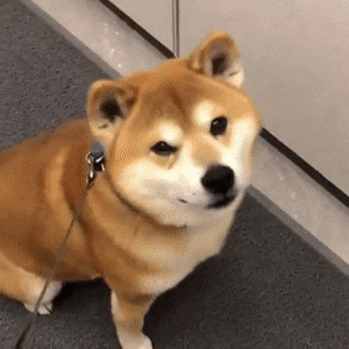 untitled.gif