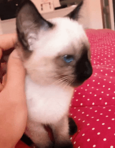 untitled.gif
