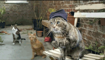 untitled.gif