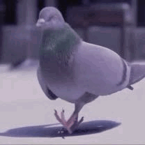 pigeons