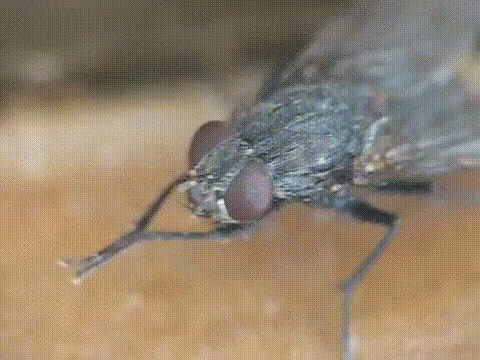 untitled.gif