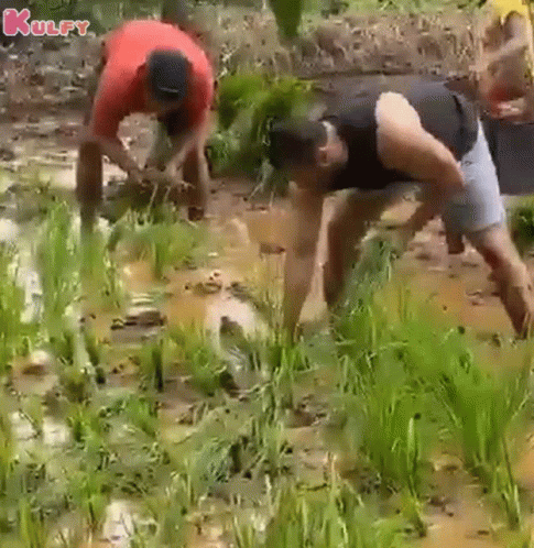 untitled.gif