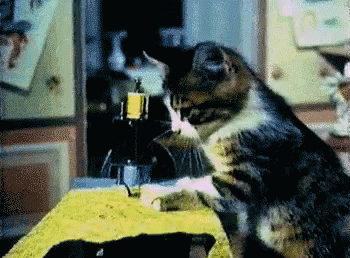 untitled.gif