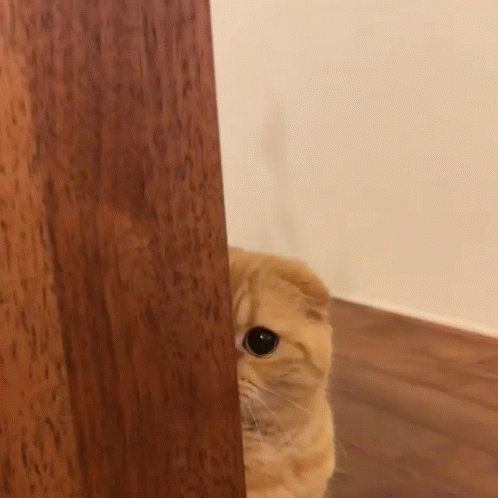untitled.gif