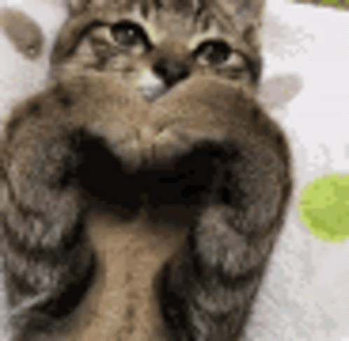 untitled.gif