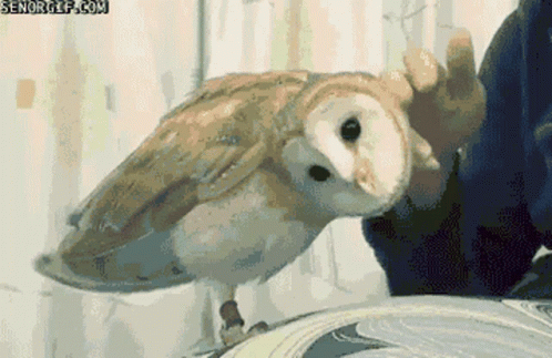 untitled.gif