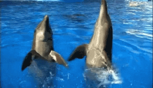 untitled.gif