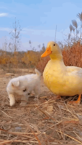 untitled.gif