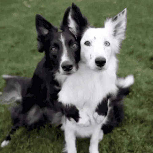 untitled.gif