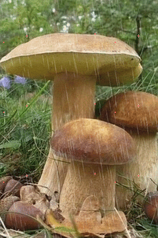untitled.gif