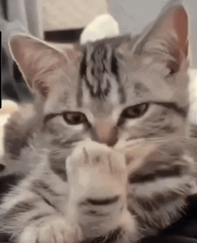 untitled.gif