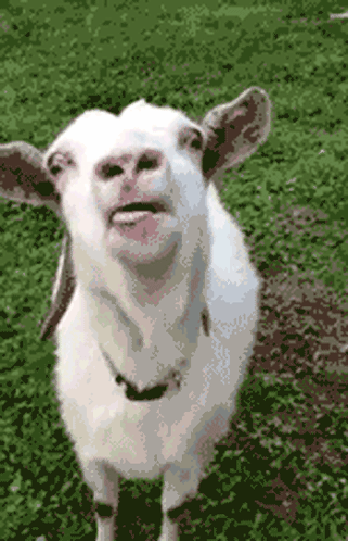 untitled.gif