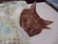untitled.gif