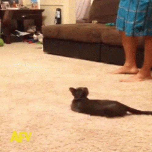 untitled.gif