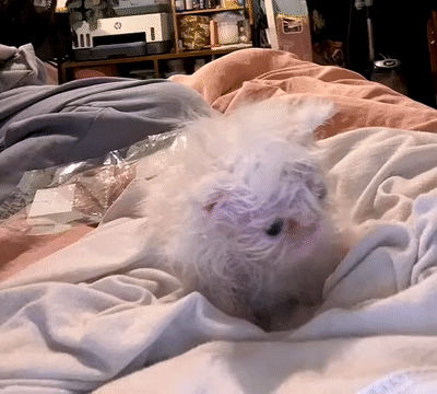 untitled.gif