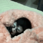 untitled.gif