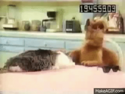 untitled.gif