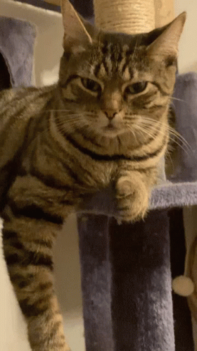untitled.gif