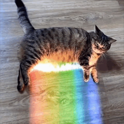 untitled.gif