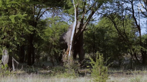 untitled.gif