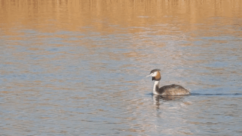 untitled.gif