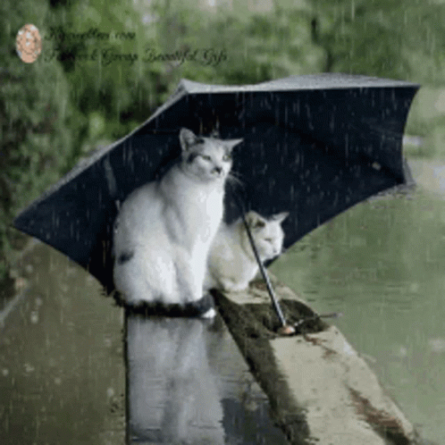 untitled.gif