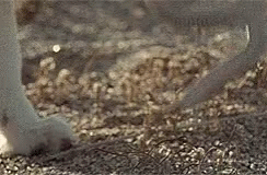 untitled.gif