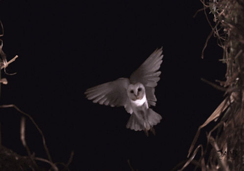 untitled.gif