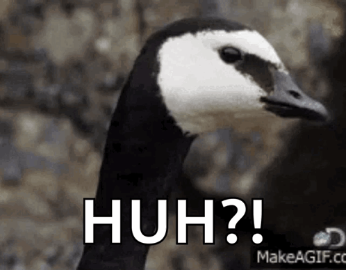 Geese