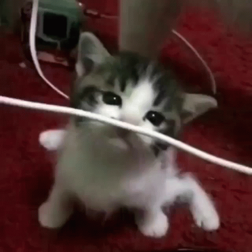 untitled.gif