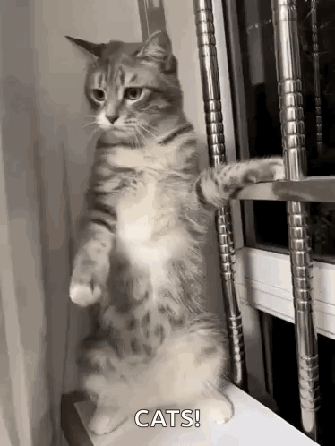 untitled.gif