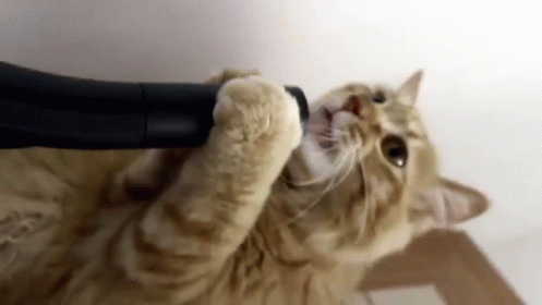 untitled.gif