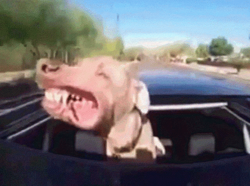 untitled.gif
