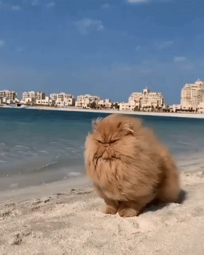 untitled.gif